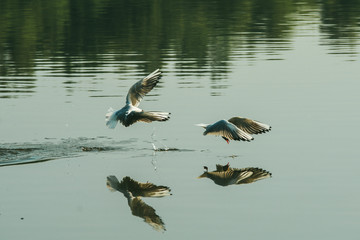 Couple of seagulls playing in the air near water lake river. Friends love concept