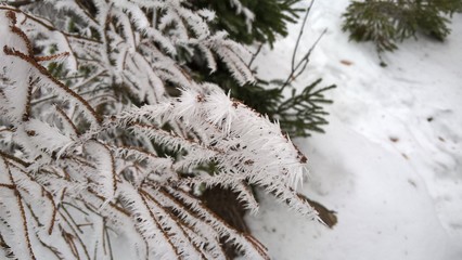 Nature covered in snow during deep winter. Slovakia