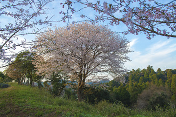 一本の山桜
