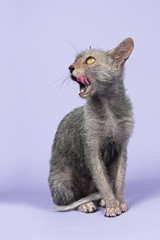 Katzen-Werwolf-13868