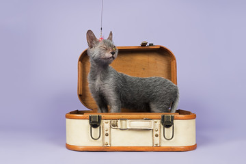 Katzen-Werwolf-13892
