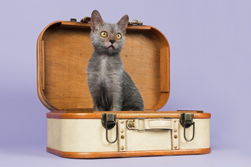 Katzen-Werwolf-13899