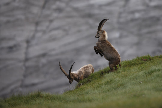 Alpine ibex (Capra ibex ibex) fighting in front of a glacier, Hohe Tauern National Park, Austria, July 2008