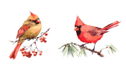 Male and Female Cardinals sitting on the Branch Two Birds Watercolor Hand Painted Greeting Card Fall Winter Christmas Illustration Set - 137885583