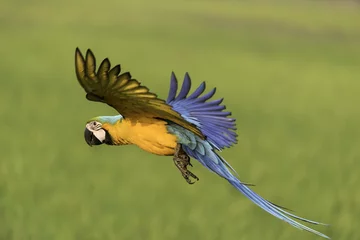 Foto op Canvas mooie papegaai die in de natuurboerderij vliegt © totto927