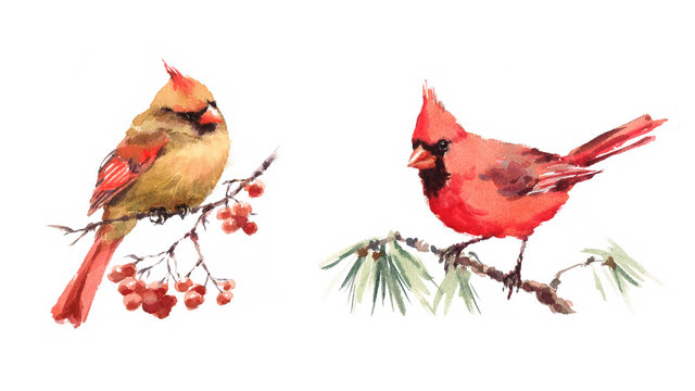 Male and Female Cardinals sitting on the Branch Two Birds Watercolor Hand Painted Greeting Card Fall Winter Christmas Illustration Set