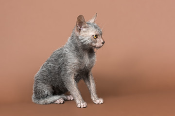 Katzen-Werwolf-13712