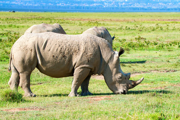 Obraz premium Pack of white rhino
