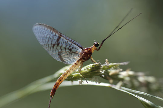 Mayfly (Ephemera lineata) on grass seed, Lagadin region, Lake Ohrid, Galicica National Park, Macedonia, June 2009