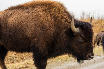 American bison (buffalo) in a wildlife refuge