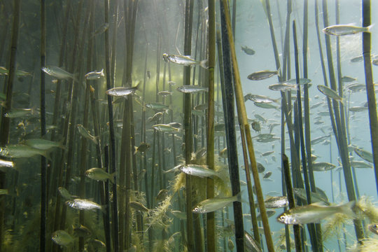 Shoal of Lake Ohrid bleak (Alburnus scoranza) swimming amongst Giant reeds (Arundo donax) along the shore of Lake Ohrid, Lagadin region, Galicica National Park, Macedonia, June 2009