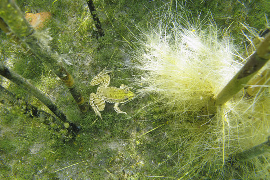 Marsh frog (Pelophylax / Rana ridibundus) escaping predators by diving to the bottom of the lake amongst reed roots and stems, Lagadin region, Lake Ohrid, Galicica National Park, Macedonia, June 2009