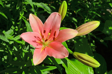 Pink lily flower