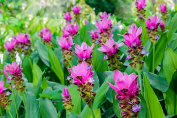 Field of Curcuma alismatifolia or Siam tulip pink flowers blooming in the nature garden, with selective focus.