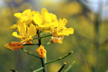 菜の花と春