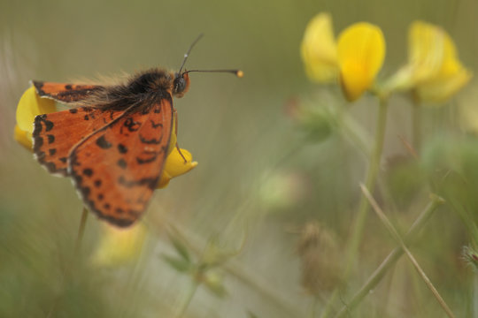 Spotted fritillary butterfly (Melitaea didyma) on Trefoil (Lotus sp) flowers, Mount Baba, Galicica National Park, Macedonia, June 2009
