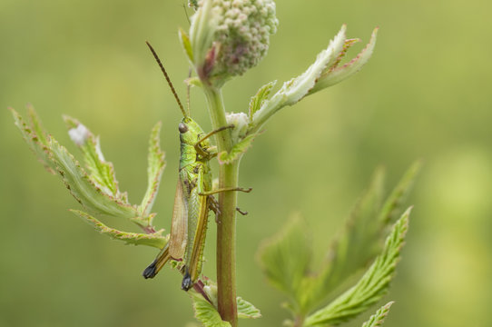 Meadow grasshopper (Chorthippus parallelus) on plant, Liechtenstein, June 2009