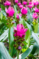Field of Curcuma alismatifolia or Siam tulip pink flowers blooming in the nature garden, with selective focus.