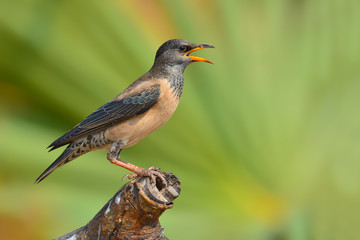 Rosy Starling bird