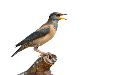 Obraz premium Rosy Starling bird