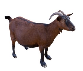 goat. domesticated, brown color. top view