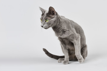 Katzen-Russisch-Blau-07967