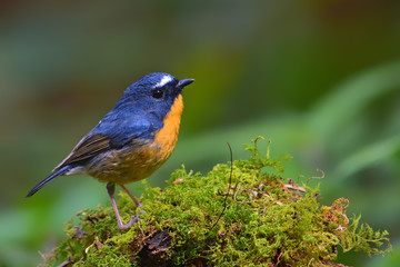 Snowy-browed Flycatcher bird