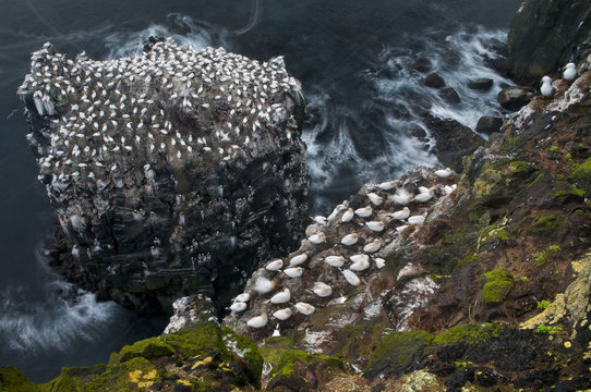 Northern gannet (Morus bassanus) colony on a sea stack, Langanes peninsula, Iceland, May 2008