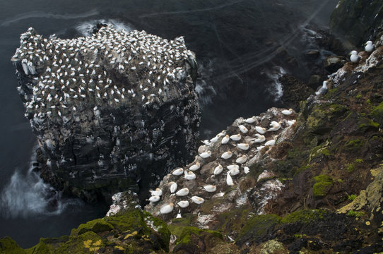 Northern gannet (Morus bassanus) colony on a sea stack, Langanes peninsula, Iceland, May 2008