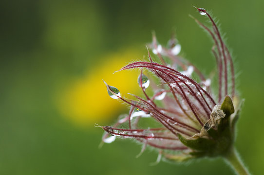 Pasque flower (Pulsatilla sp) seedhead with water droplets on it, Liechtenstein, June 2009