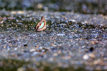 butterfly sitting on the Ground