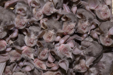 Juvenile Mehely's horseshoe bats (Rhinolophus mehelyi) roosing in cave, Bulgaria, May 2008