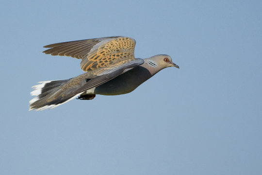 Turtle Dove (Streptopelia turtur) in flight, Bulgaria, May 2008