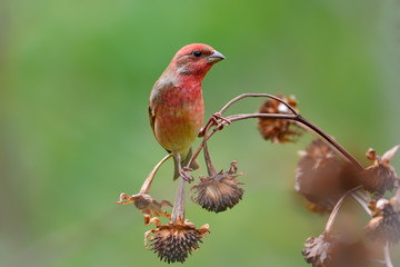 Common Rosefinch bird