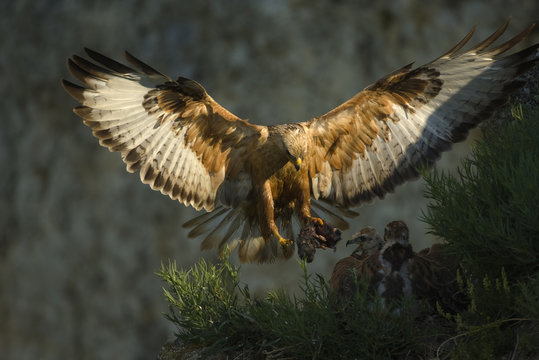 Long-legged buzzard (Buteo rufinus) landing at nest with food fo young, Bulgaria, May 2008