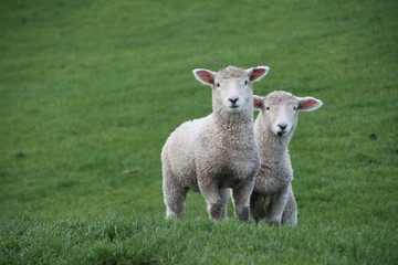 Fototapeta premium Lambs