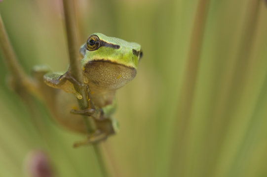 Common tree frog (Hyla arborea) on flowering Rush (Butomus umbellatus) Bulgaria, May 2008 WWE BOOK. Wild Wonders kids book.