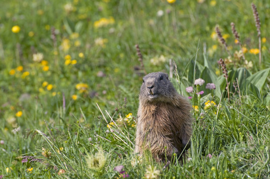 Alpine marmot (Marmota marmota) alert amongst flowers, Liechtenstein, June 2009