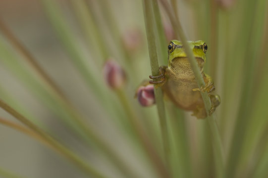 Common tree frog (Hyla arborea) on flowering Rush (Butomus umbellatus) Bulgaria, May 2008