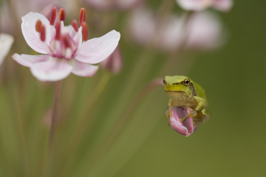 Common tree frog (Hyla arborea) on flowering Rush (Butomus umbellatus) Bulgaria, May 2008. WWE INDOOR EXHIBITION
