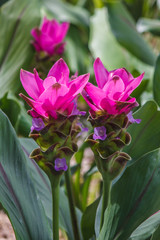Field of Curcuma alismatifolia or Siam tulip pink flowers blooming in the nature garden, with selective focus.