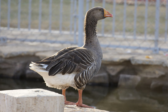 goose, duck