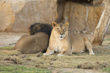 Fototapeta na wymiar couple of lioness and lion in zoo