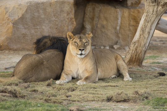 couple of lioness and lion in zoo