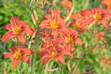Taglilien, Hemerocallis © M. Schuppich