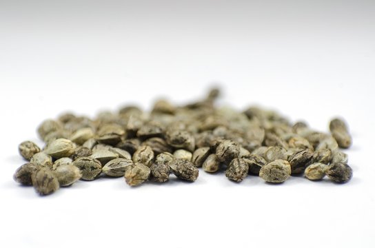 Detail closeup view of medical marihuana seeds