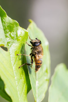 big fly on green leaves