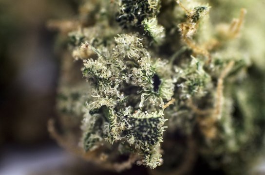 Detail closeup view of medical marihuana bud