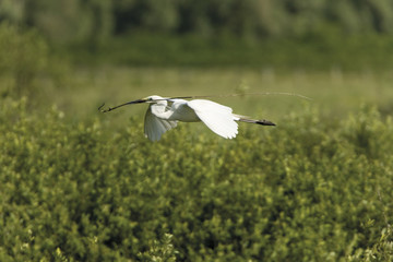 Great white heron (Ardea alba) in flight carrying nesting material, over the Krapje dol heronry, near Krapje village, Lonjsko Polje Nature Park, Sisack-Moslavina county, Slavonia region, Posavina area, Croatia, June 2009