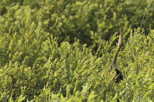 Purple heron (Ardea purpurea) pointing its beak to the sky, Krapje dol (Special ornithological reserve) Sava river, near Krapje village, Lonjsko Polje Nature Park, Ramsar Site, Sisack-Moslavina county, Slavonia region, Posavina area, Croatia, June 2009